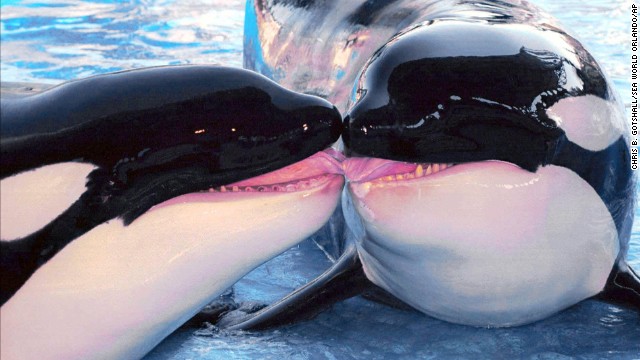 SeaWorld takes out ads to defend itself against whale mistreatment accusations