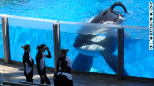 Killer whales in captivity