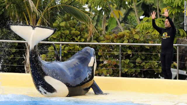 'Blackfish' in the Crossfire: Keep killer whales in captivity?