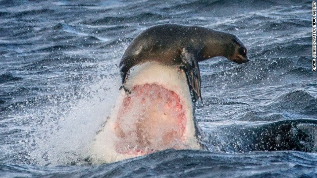Foto: Una foca escapa por poco del ataque de un tiburón blanco en las costas de Sudáfrica