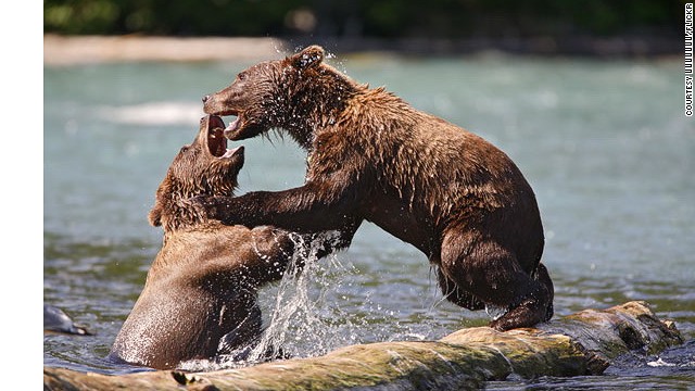 Running 82 miles through southern Alaska's Kenai Peninsula, this meltwater river is the most popular sport fishing destination in the state.
Each year there are two salmon runs, which also attract American brown bears (grizzlies) along with moose, black bears and multiple bird species. 