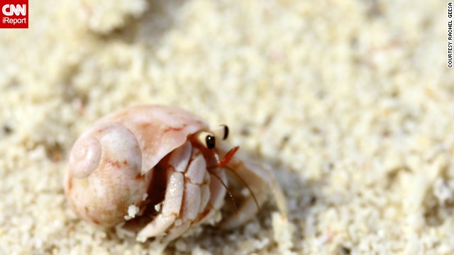 Walking along the beach on Malaysia's Lankayan Island, <a href='http://ireport.cnn.com/docs/DOC-850454'>Rachel Geesa</a> and her friend stopped for a minute to enjoy the view when they looked down to see this little hermit at their feet. 