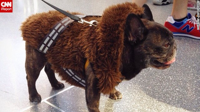 Even canines get into the action. This dog is cosplaying as <a href='http://instagram.com/p/famXTSiDH8/' >Chewbacca</a> from "Star Wars."