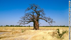 Stately and stoic -- baobabs are Africa\'s oldest and largest trees.