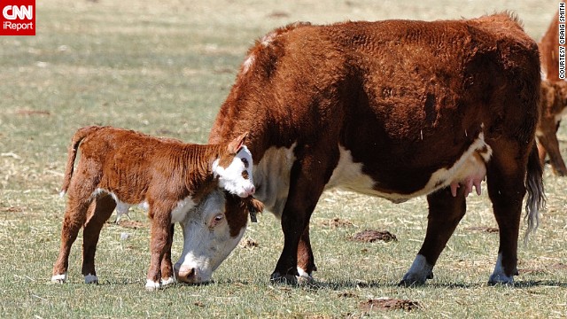 A mother cow and her calf share a moment on a Nevada ranch. See more photos of the pair on <a href='http://ireport.cnn.com/docs/DOC-961909'>CNN iReport</a>.