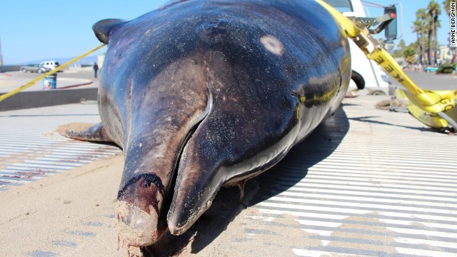 Otro "monstruo marino" en California: una ballena 'dientes de sable' de más de 4 metros