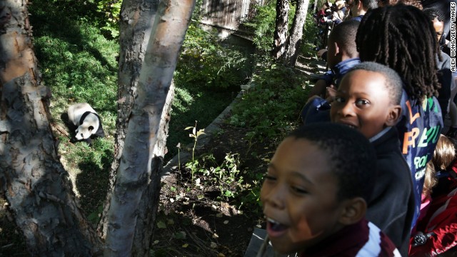 The giant panda Tian Tian keeps schoolchildren entertained at the National Zoo in Washington on Friday, October 18.