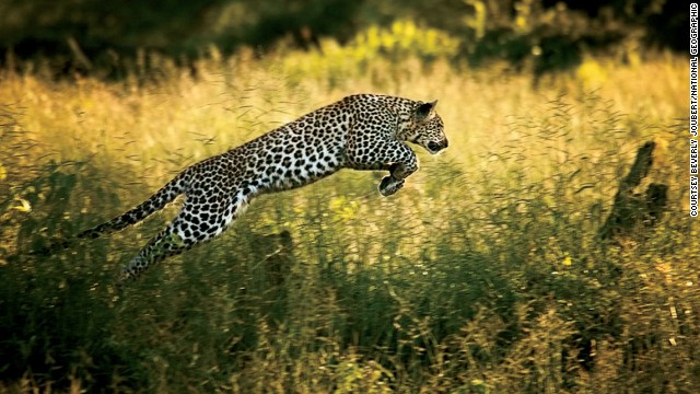 Beverly and Dereck Joubert first encountered this leopard when she was only days old and ended up following her for nearly five years. Here, the eight-month-old cub plays a hunting game with her mother. 