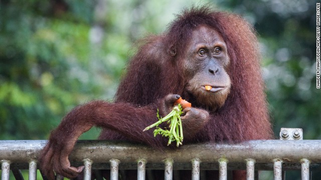 An endangered orangutan gets fed at a conservation center in Indonesia's Aceh province in March. Wild forests that support the orangutan are being chopped down in Southeast Asia to grow rows of trees that ultimately produce palm oil, which is used in candy and other packaged foods.