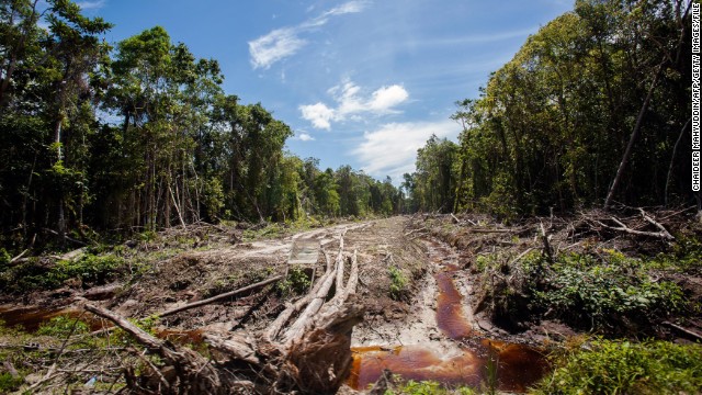 An access road is constructed in a peatland forest that's being cleared for a palm oil plantation in Indonesia's Aceh province in September. 