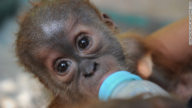 Veterinarians bottle-feed a rescued baby male Sumatran orangutan on Indonesia's Sumatra in April. 