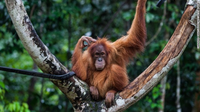 An endangered orangutan rests in a tree at a conservation center in Indonesia's Aceh province in March.