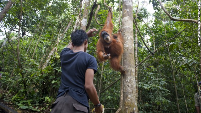 A forest ranger feeds an endangered Sumatran orangutan and baby in a forest in Gunung Leuser National Park in Indonesia's North Sumatra in April.