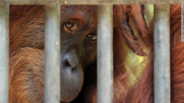 A rescued Sumatran orangutan with a suspected tuberculosis infection is confined at a quarantine center in Sumatra in April. 