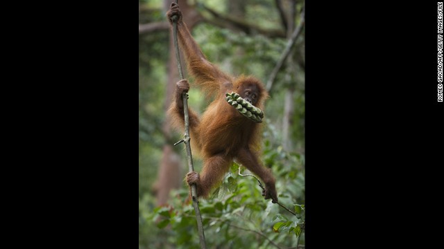 An endangered Sumatran orangutan clings on a vine in a forest of Gunung Leuser National Park in Indonesia's North Sumatra in April. 