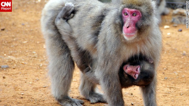 A young Japanese snow monkey "hangs out" at Iwatayama Monkey Park. See more portraits of the monkeys eating, grooming and relaxing on <a href='http://ireport.cnn.com/docs/DOC-968539'>CNN iReport</a>.