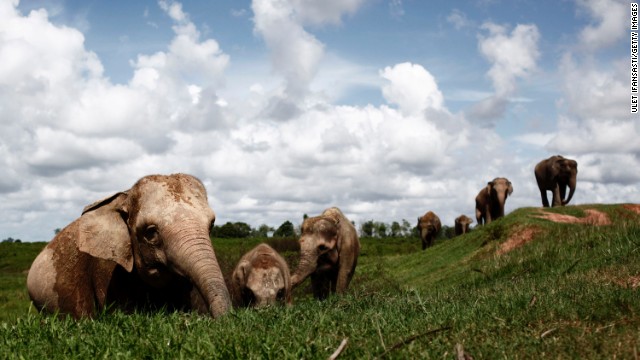 Sumatran elephants on the search for food. They are becoming increasingly endangered due to the destruction of their habitat by logging, palm oil and rubber industries. 