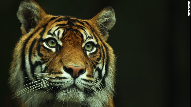 As recently as 1978 more than 1,000 Sumatran tigers lived on Sumatra. Now, thanks to high deforestation and poaching, their numbers have dwindled to around 400.