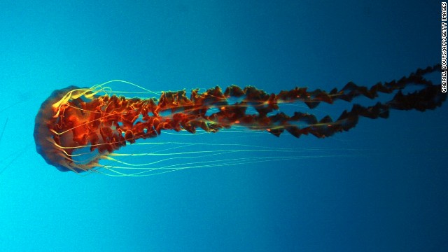 Una invasión mundial de medusas amenaza el equilibrio ecológico