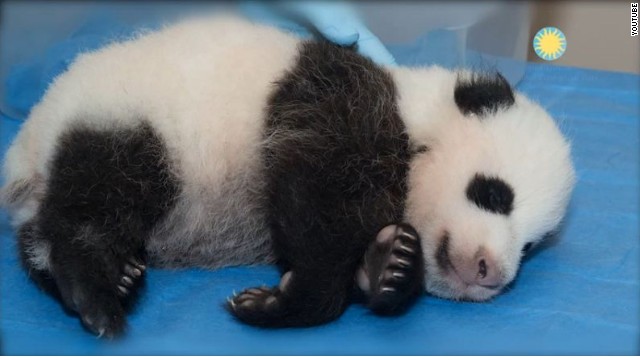 Voters decide: Panda cub is baby Bao Bao