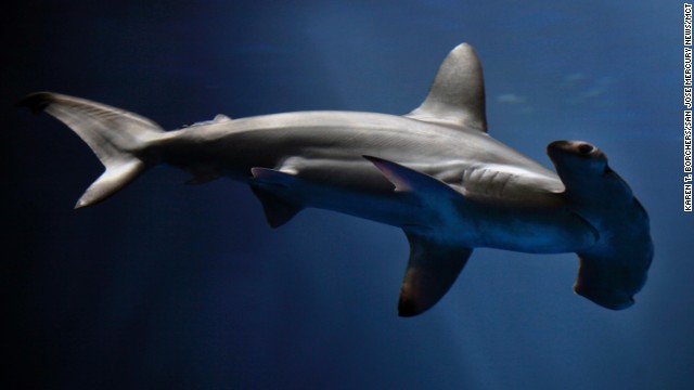 Investigadores de Estados Unidos descubren una nueva especie de tiburón martillo
