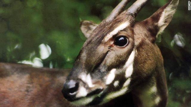 A Saola is caught on camera for the first time in 15 years on September 7 in a forest in Vietnam. The species was discovered in 1992, and at most a few hundred -- and as few as a couple dozen -- of the animals are thought to exist. Because of its rarity and elusiveness, the saola is dubbed the "Asian unicorn." They are recognized by two parallel horns with sharp ends, which can reach 20 inches in length and are found on both males and females. 