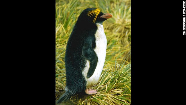 The rockhopper penguin is much smaller in size than the emperor penguin. Rockhopper penguins weigh less than 10 pounds. They were named for their distinctive hopping movements over the rocky hills and cliffs where they live and breed. In the past 30 years, it is estimated that the population of rockhoppers has fallen by nearly 25%, and now climate change could place them at even greater risk.