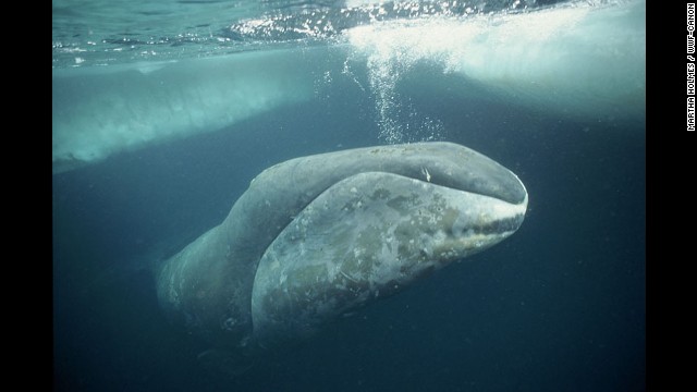 A bowhead whale swims under ice in the Arctic. Adult bowheads are entirely black except for the front part of the lower jaw, which is white and prominently upturned. They can grow up to 60 feet long while still being able to leap entirely out of water. Data show they may be among the longest-living animals on Earth. Based on the recovery of stone harpoon tips in their blubber, and from analysis of eye tissue, scientists believe that the life-span of bowhead whales can be more than 100 years.