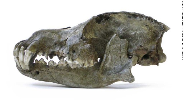 Scientists suggest in a new study that dogs were first domesticated in Europe many thousands of years ago. This is the head of a Pleistocene wolf from the Trou des Nutons cave in Belgium, estimated to be 26,000 years old. This was a particularly large wolf species.