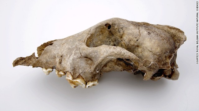 The head of a Palaeolithic dog from the Goyet cave in Belgium, thought to be 36,000 years old. Researchers believe the species that this fossil represents was an ancient sister-group to all modern dogs and wolves. They believe the species was less likely to be a direct ancestor. 