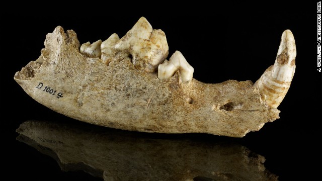 Mandible of a dog from the Oberkassel site in Germany, approximately 14,700 years old. 