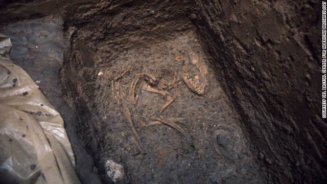 Another view of fossils from a dog burial site in Greene County, Illinois, thought to be 8,500 years old. 