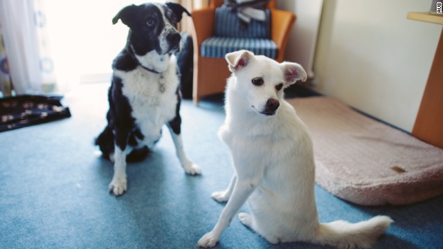 Two dogs, seen today: Higgins, left, and Albi.