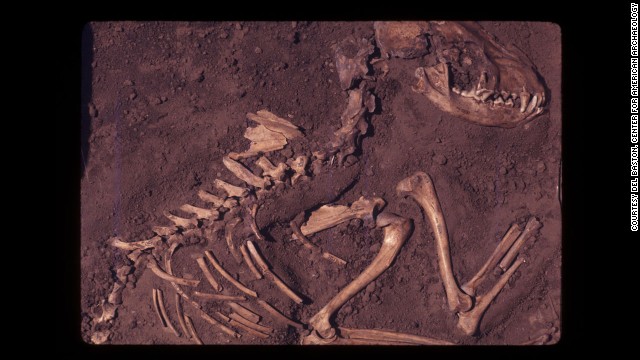 This fossil specimen is from a dog burial site in Greene County, Illinois, and is estimated to be 8,500 years old. 