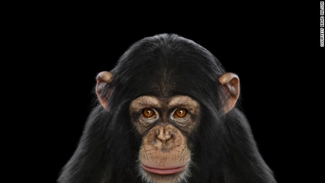 Cortes de EE.UU. rechazan solicitud para que chimpancés sean reconocidos como personas