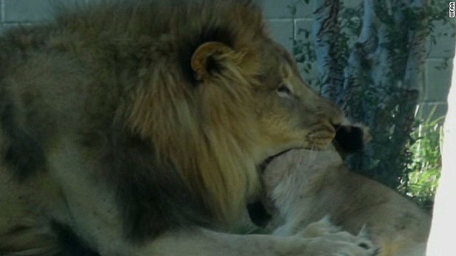 Un león mata a una leona frente a los visitantes del zoológico de Dallas
