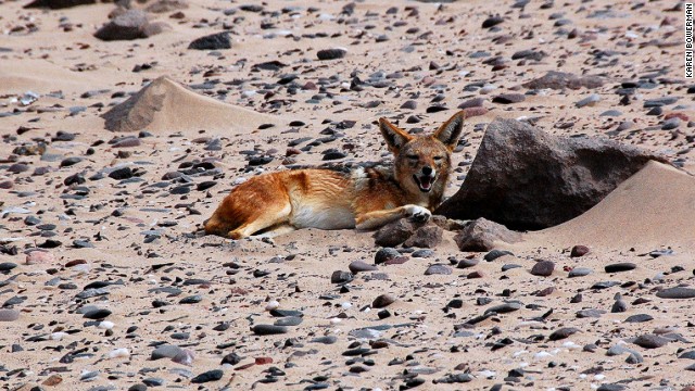With whale corpses galore, jackals must once have had a feast on the Skeleton Coast -- here one rests on the sand. 