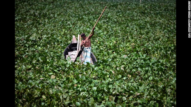 Bangladeshi boat man tries to make his way from water hyacinth on Buriganga River in Dhaka, Bangladesh,.