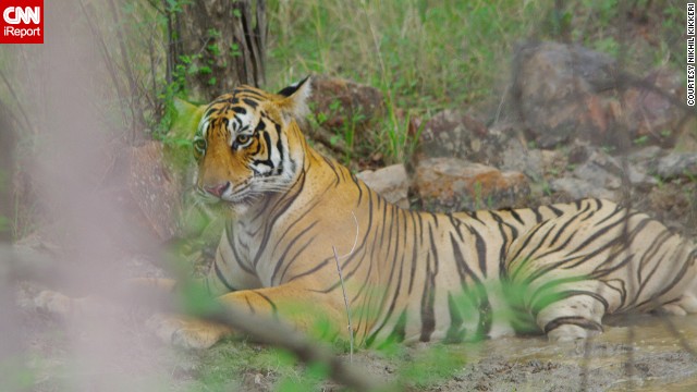 A tiger rests amongst the brush in <a href='http://ireport.cnn.com/docs/DOC-1038236'>Ranthambore National Park</a>. The park is famous for its free-roaming diurnal tigers. This one "crossed the trail ... and settled down in a puddle located in the brush. I had to steady myself because of the adrenaline rush," said Nikhil Kikkeri, who shot this photo.