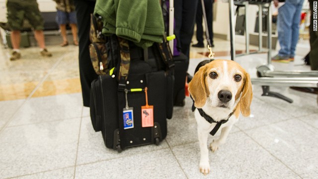 A beagle named Vince helps customs officers with inspections.