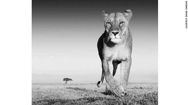 To attract a lioness for this shot, Yarrow covered his camera's casing in Old Spice stick aftershave. 