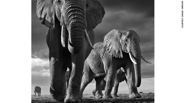 David Yarrow's most recent wildlife photographs can be seen in his new book, <i>Encounter</i>. "Amboseli (Kenya) is the best canvas in the world on which to photograph elephants," says Yarrow. "The enormity of elephants can't be conveyed by photographing from a four-wheel drive -- it has to be from the ground." 