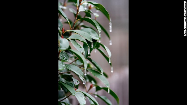 Icicles form on a bush after wintry weather moved through Tarrant County, Texas, on November 24.