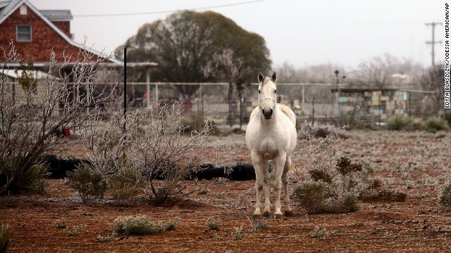 A white horse roams an icy patch of land in the morning on Saturday, November 23, in Odessa, Texas.