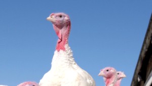 131125133930-azuz-thanksgiving-by-the-numbers-00003524-story-body.jpg