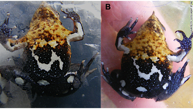 Un hongo mutante amenaza con extinguir poblaciones enteras de ranas