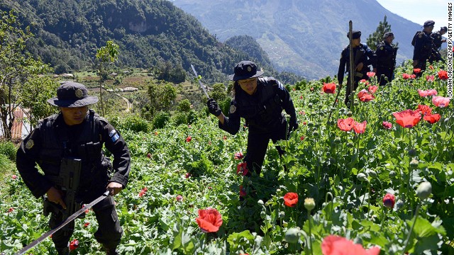 Police officers take part in an operation to destroy a poppy plantation in the 11 de Mayo village in Guatemala, near the border with Mexico, on November 29, 2013.