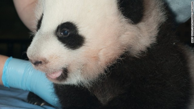 Pandas to the rescue in U.S./China tensions?