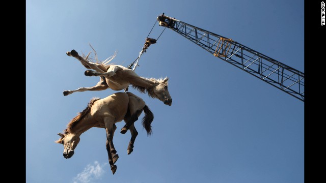 <strong>February 8:</strong> Horses are hoisted in the air by a crane as they are transferred from a cargo ship onto a truck in Surabaya, Indonesia.