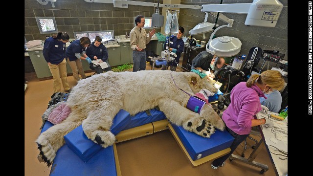 <strong>February 23:</strong> A sleeping giant, Boris the polar bear, undergoes a physical exam at the animal hospital of Point Defiance Zoo &amp; Aquarium in Tacoma, Washington. A team of veterinarians, technicians and staff also performed a root canal and some minor eye surgery on the 27-year-old bear.